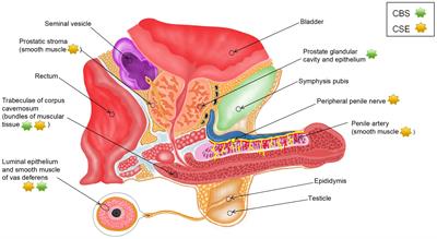 Role of hydrogen sulfide in the male reproductive system